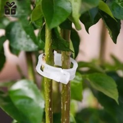 150/50 buc. Clipuri de suport pentru plante din plastic, reutilizabile, pentru protecția viei de vie, instrument de fixare pentr