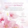 100 g Japonia Sakura Mască de față cu nămol Antirid Noapte Pachete faciale Curățarea pielii Albire puncte negre Pori Mască de nă