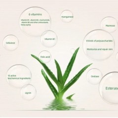 99% Aloe Vera Cremă hidratantă Pudră de față Fond de ten neted Pudră presată Machiaj Corrector Pori Acoperă Albire Luminează Cos